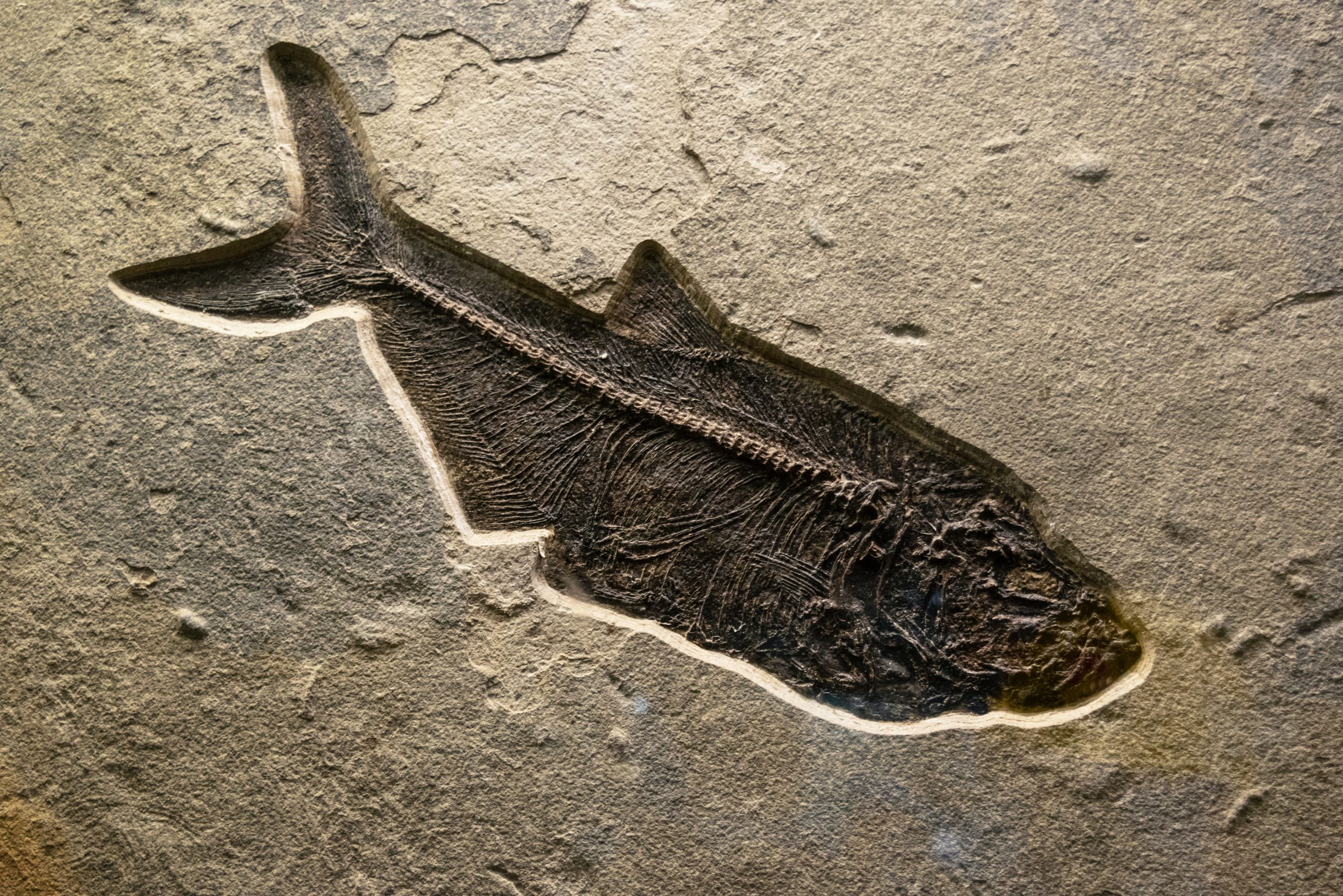 Read more about the article The Changeable Coelacanth: Not Strictly a “Living Fossil”