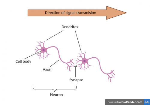 Figure 1: Structure of a neuron. Axon carries messages away from the cell body to the dendrites of another neuron that receive the messages. Axons and dendrites are collectively called neurites.