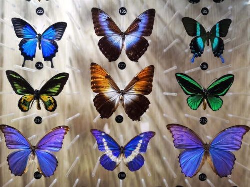 Figure 1 Colours in butterflies. The purple, blue, and green colours on these butterflies are all produced using structural means. From http://www.ecns.cn/hd/2018/05/23/f0db2f678f7643fb80ccf2ecbce17411.jpg